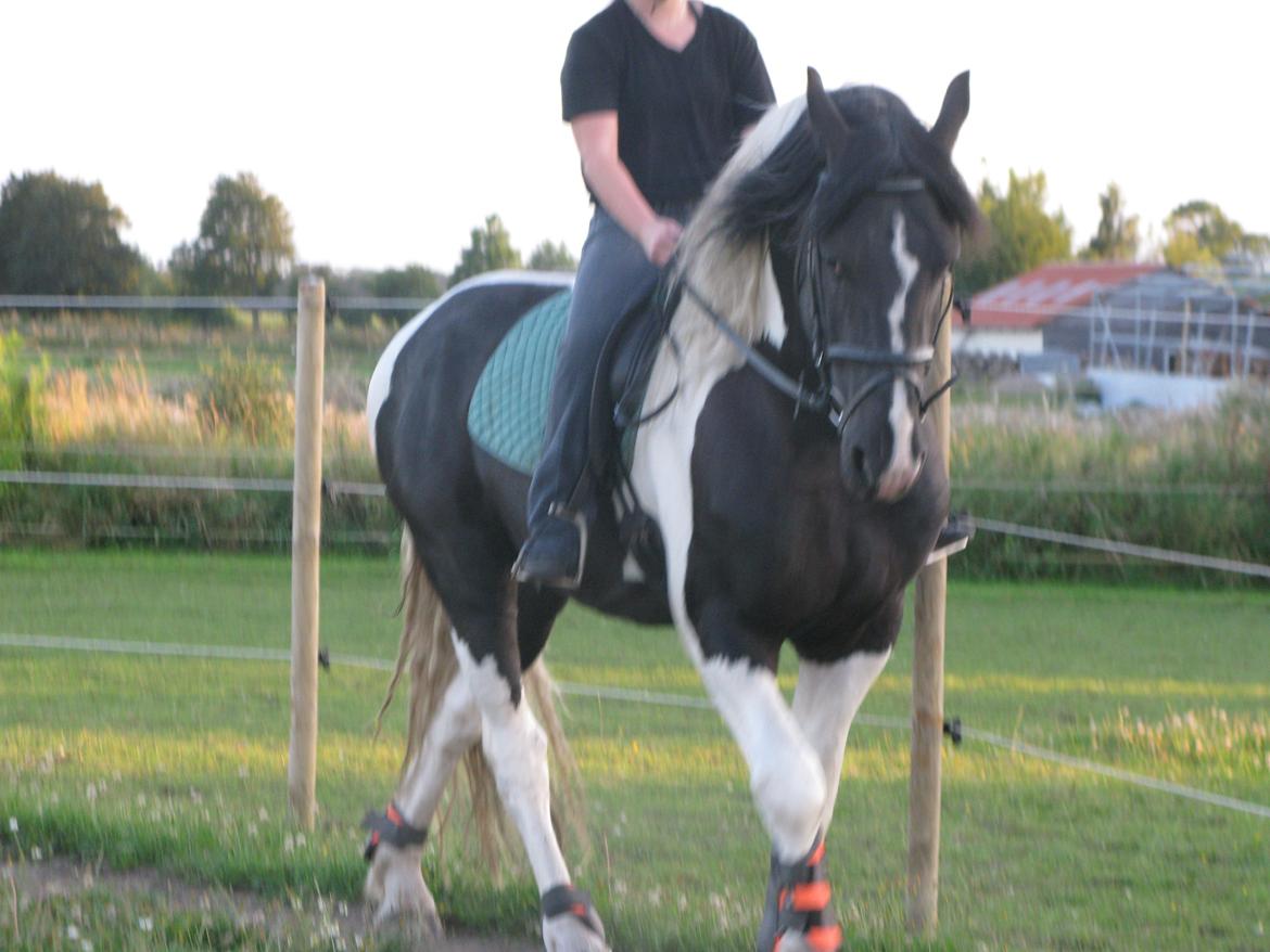 Barockpinto Moonlight Shadow billede 9