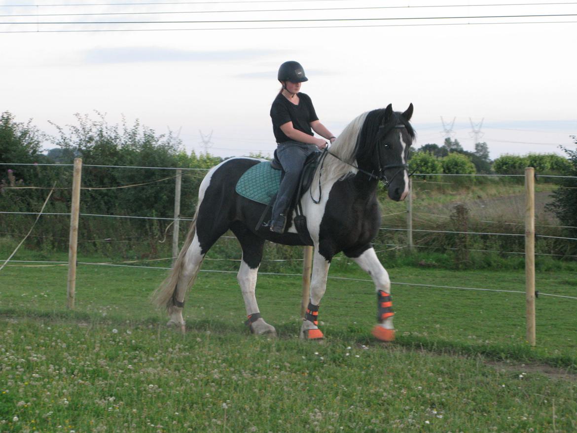 Barockpinto Moonlight Shadow billede 11