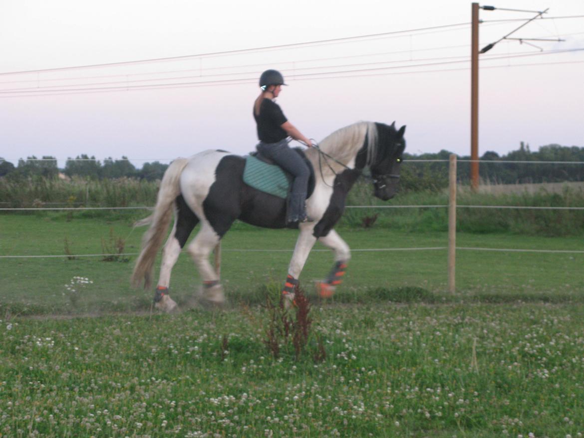 Barockpinto Moonlight Shadow billede 13