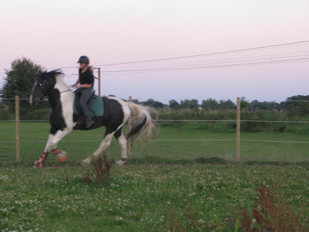 Barockpinto Moonlight Shadow - ved godt det ikke er det bedste, meeen det var 2. gang jeg prøvede at galloppere på ham :-) hihi billede 15