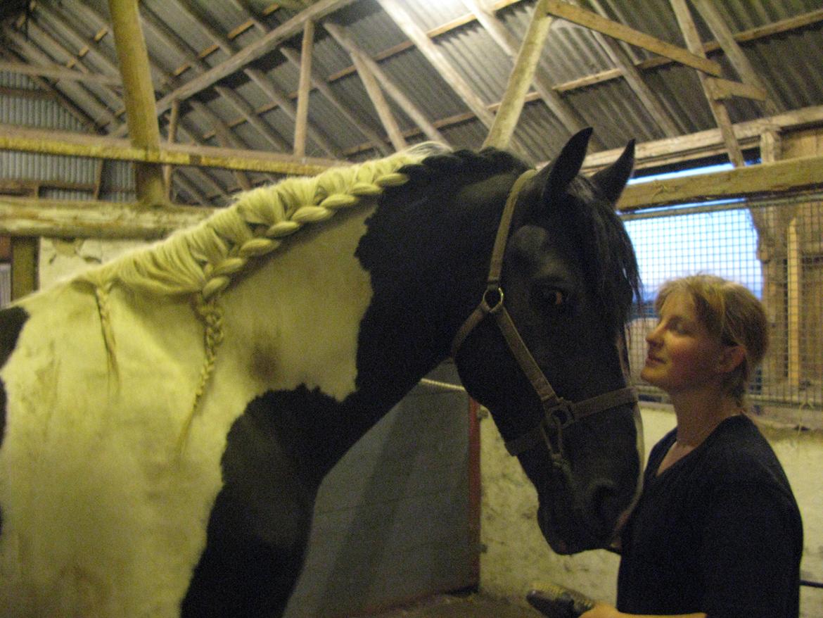 Barockpinto Moonlight Shadow billede 16