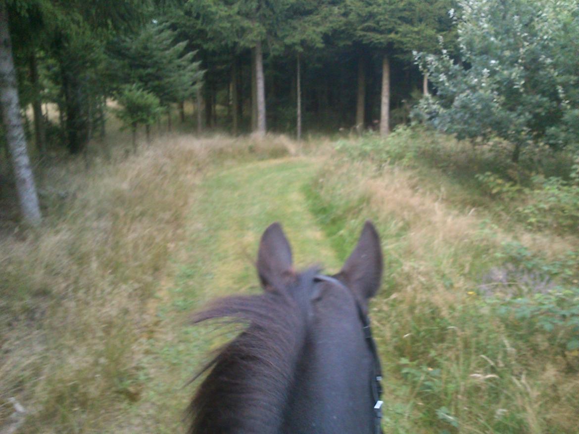 Oldenborg Lorenz  *Himmelhest* billede 2