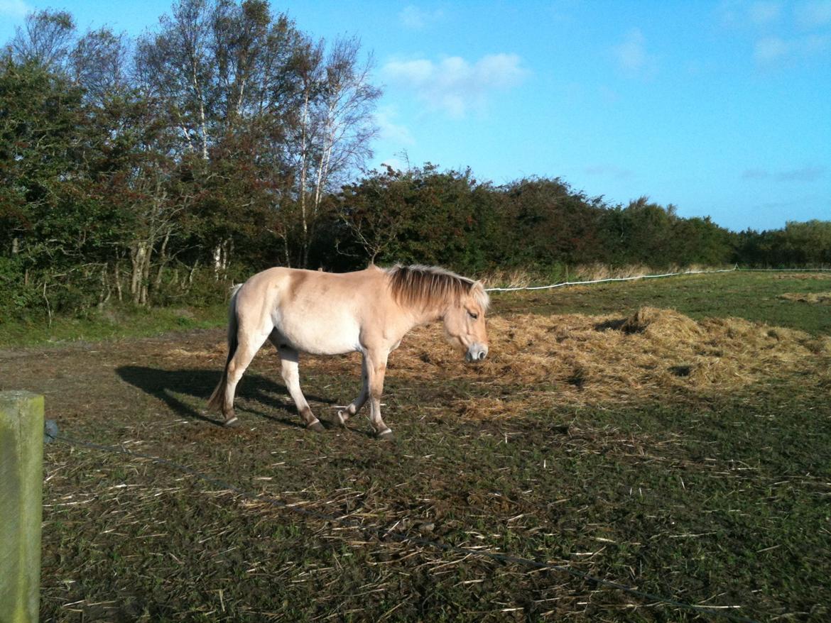 Fjordhest Bisnapgård´s Sjamør billede 11