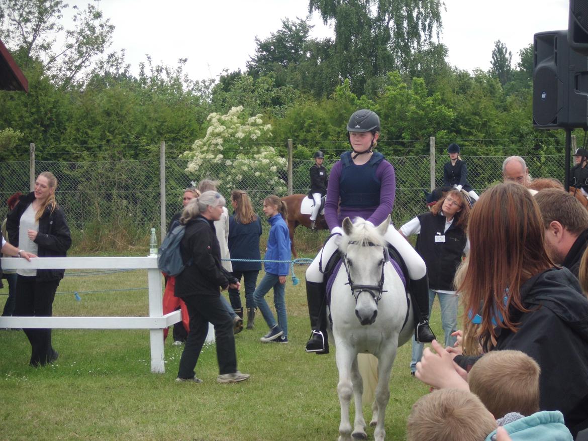 Connemara Perle :) - Dyrskue 2012. billede 3