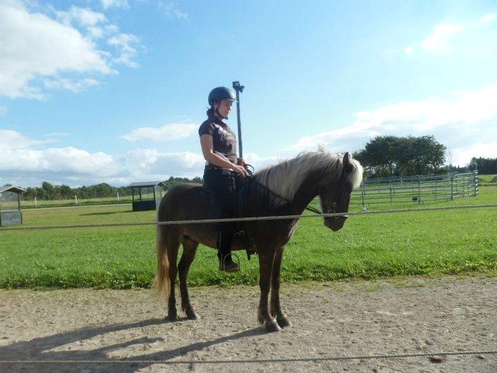 Islænder Askur fra Kapelhus SOLGT billede 1