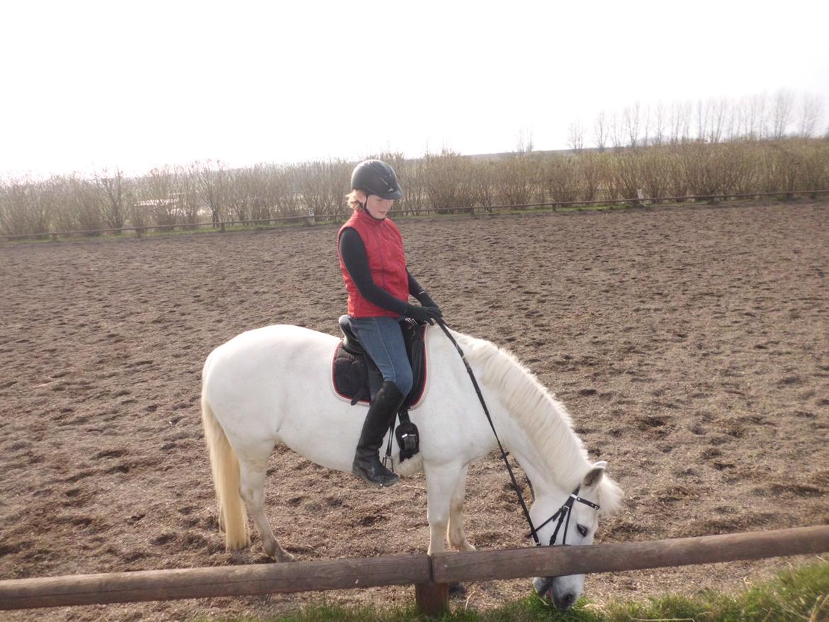 Connemara Perle :) - April 2012. billede 7