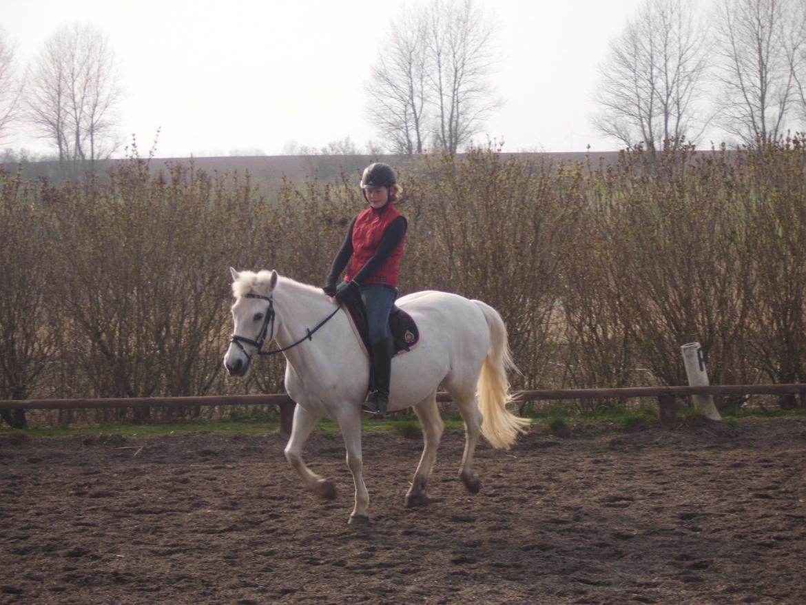 Connemara Perle :) - April 2012. billede 6