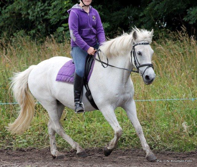 Connemara Perle :) - Juli 2012. billede 1