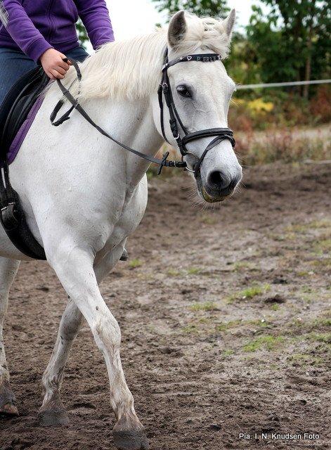 Connemara Perle :) - Juli 2012. billede 2