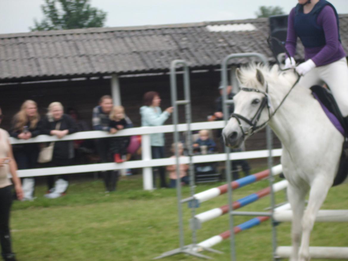 Connemara Perle :) - Dyrskue 2012. billede 4