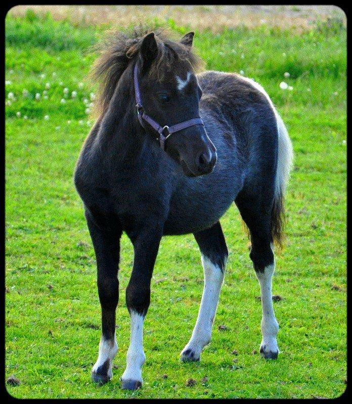 Anden særlig race » Hegnsholts Ziba <3 « R.I.P <3 - 31.08.2012 - knap 4 måneder gammel og godt igang med at skimle <3 billede 15