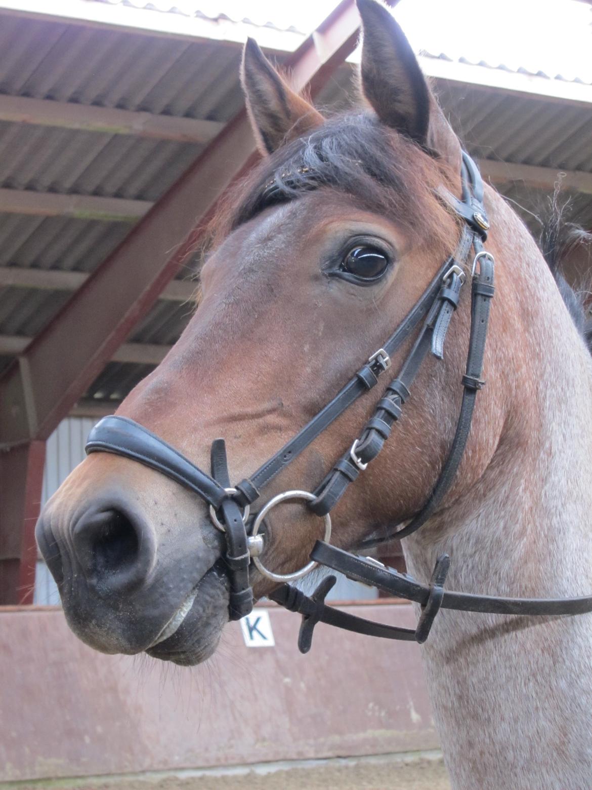 Welsh Partbred (Sec F) Kildegård Laura <3 billede 3