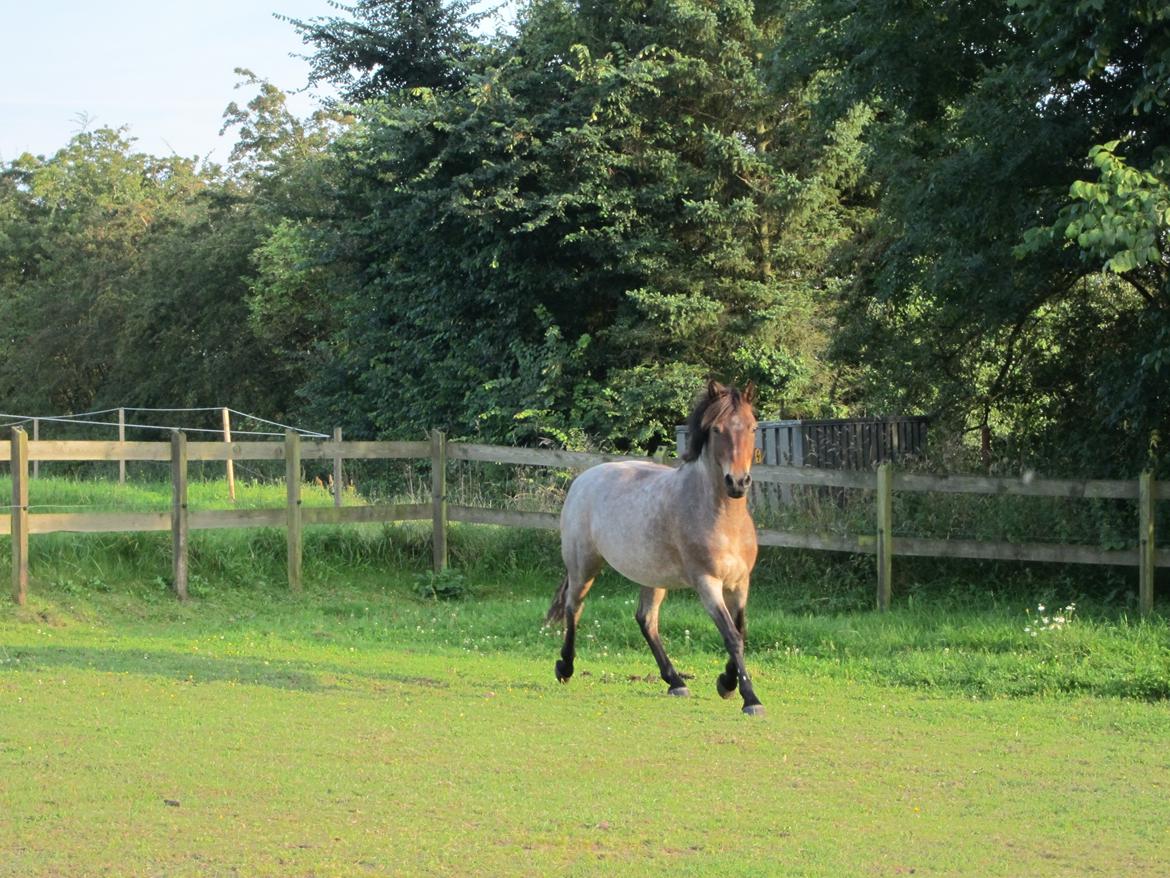 Welsh Partbred (Sec F) Kildegård Laura <3 billede 5