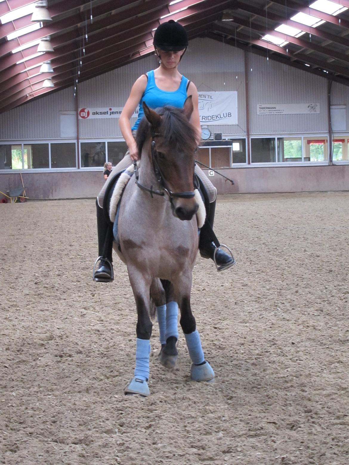 Welsh Partbred (Sec F) Kildegård Laura <3 billede 6