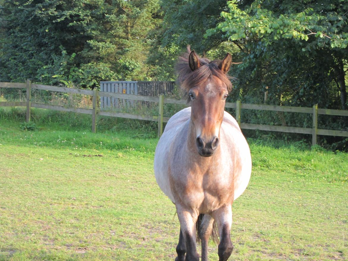 Welsh Partbred (Sec F) Kildegård Laura <3 billede 7