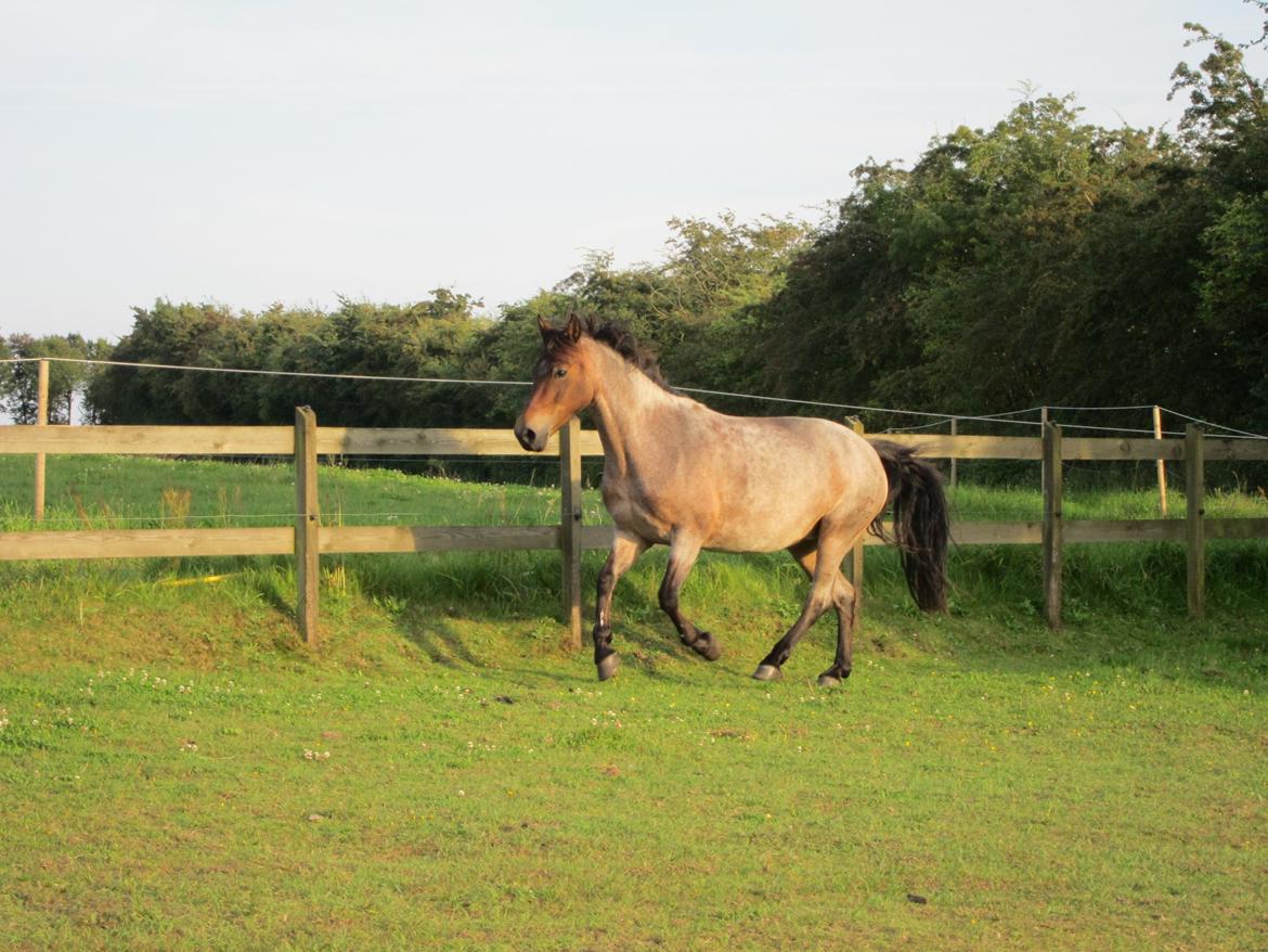 Welsh Partbred (Sec F) Kildegård Laura <3 billede 8