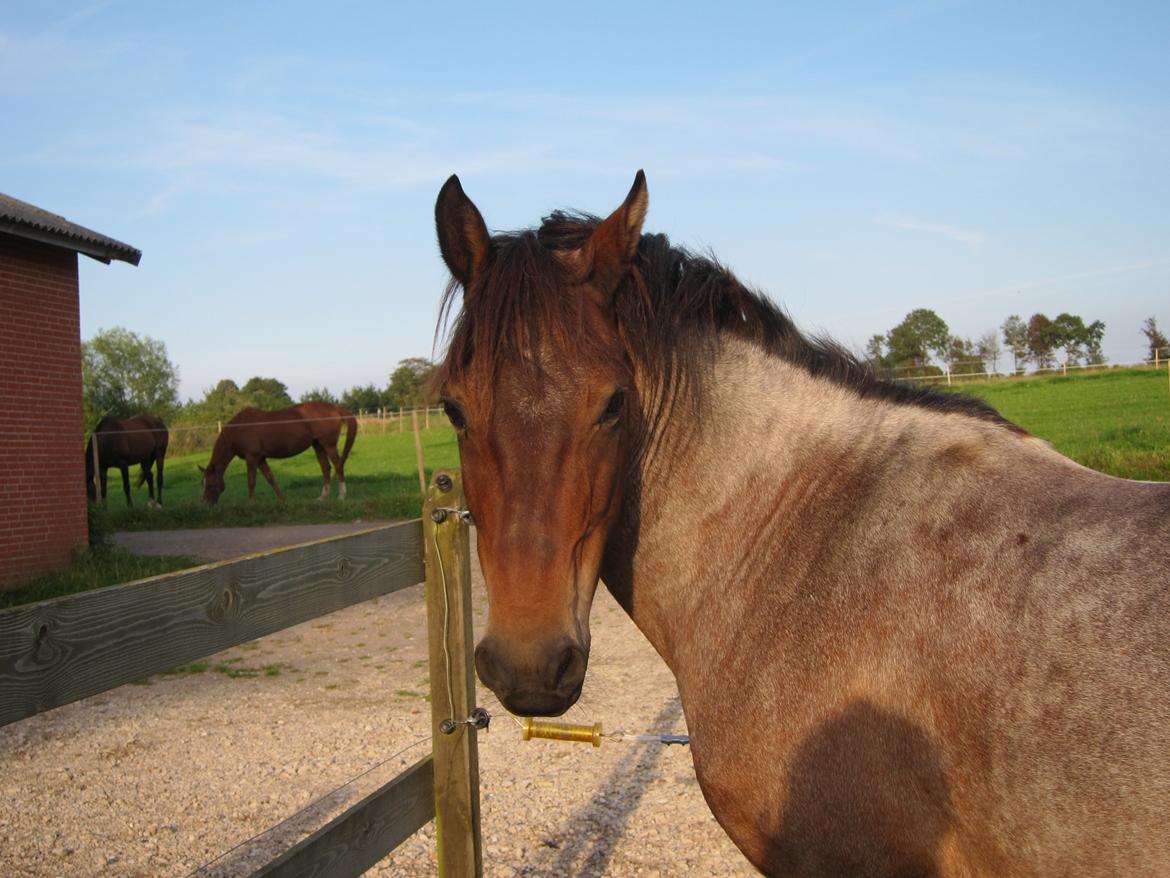 Welsh Partbred (Sec F) Kildegård Laura <3 billede 9