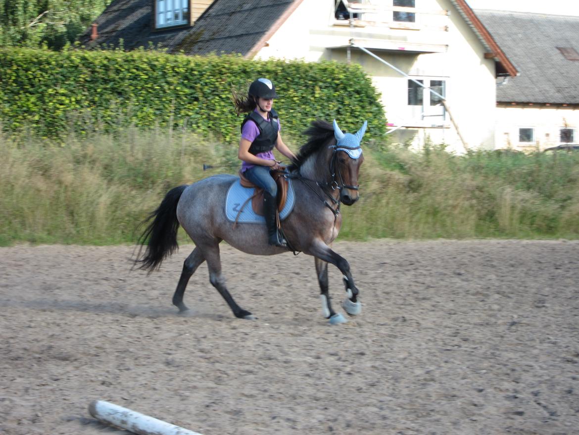 Welsh Partbred (Sec F) Kildegård Laura <3 billede 12