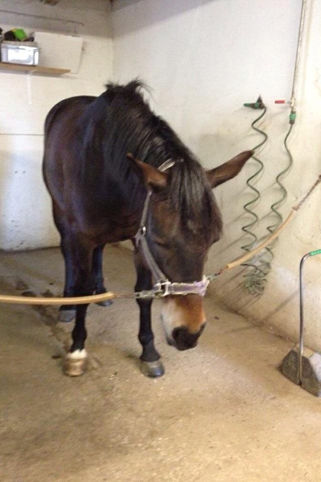 Anden særlig race Pondus - En træt pony efter en tur hos hestetandlægen billede 12