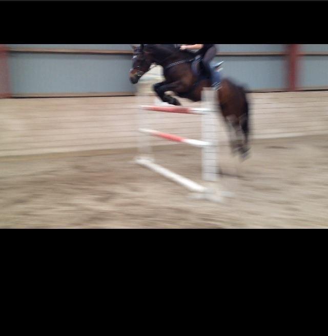 Anden særlig race Pondus - Over 130! Unskyld kvaliteten.. billede 13