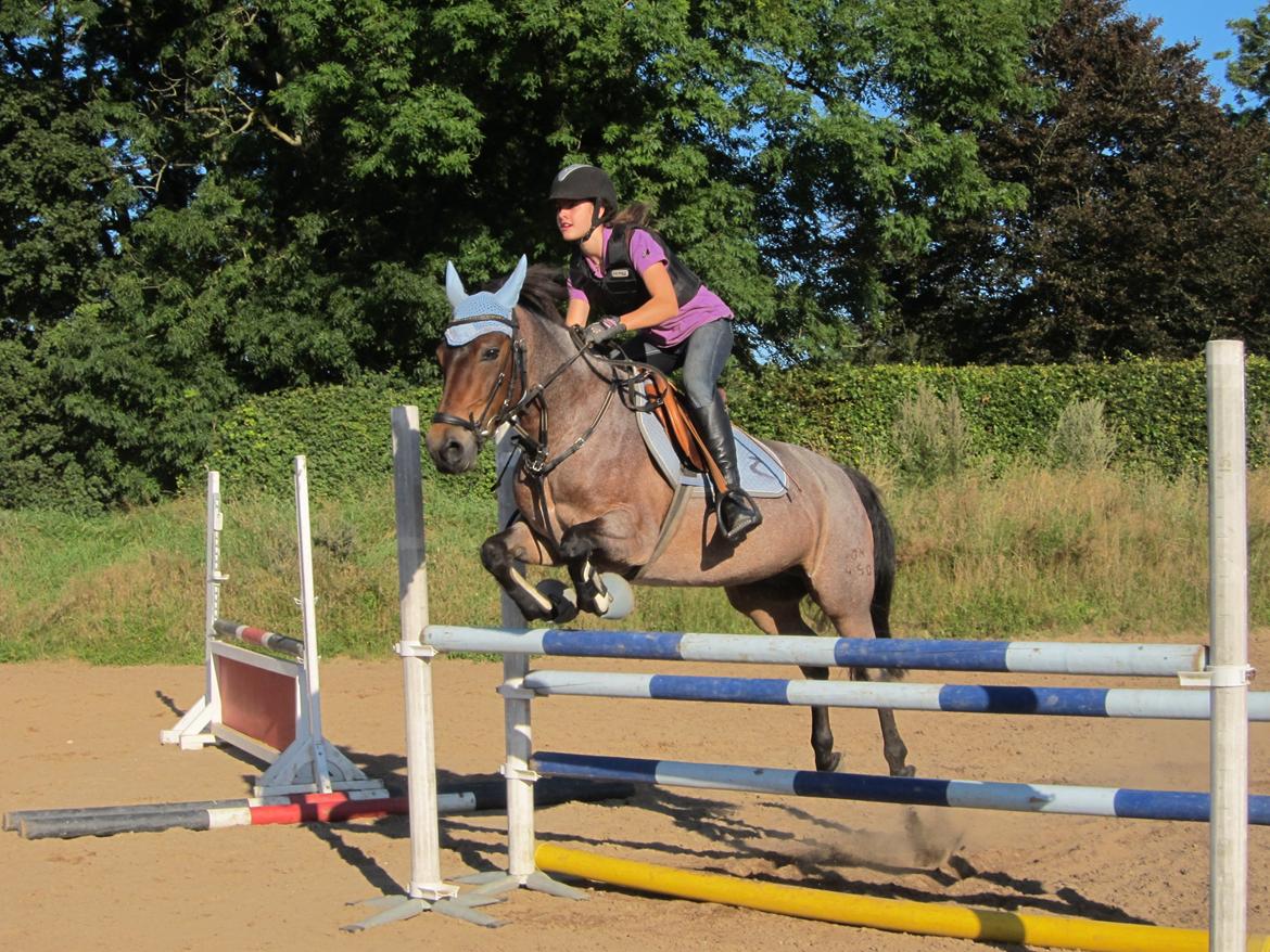 Welsh Partbred (Sec F) Kildegård Laura <3 billede 15