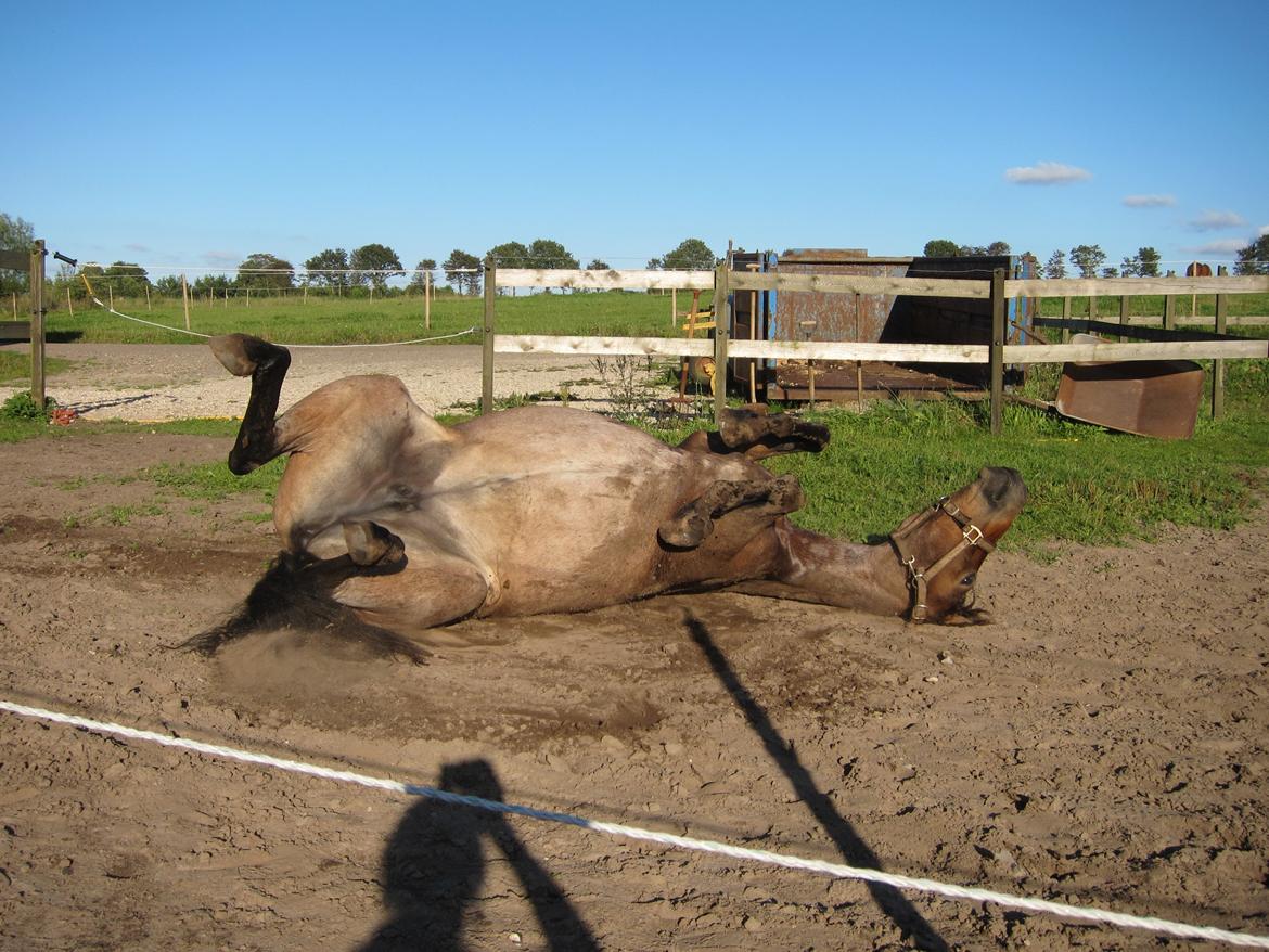 Welsh Partbred (Sec F) Kildegård Laura <3 billede 17