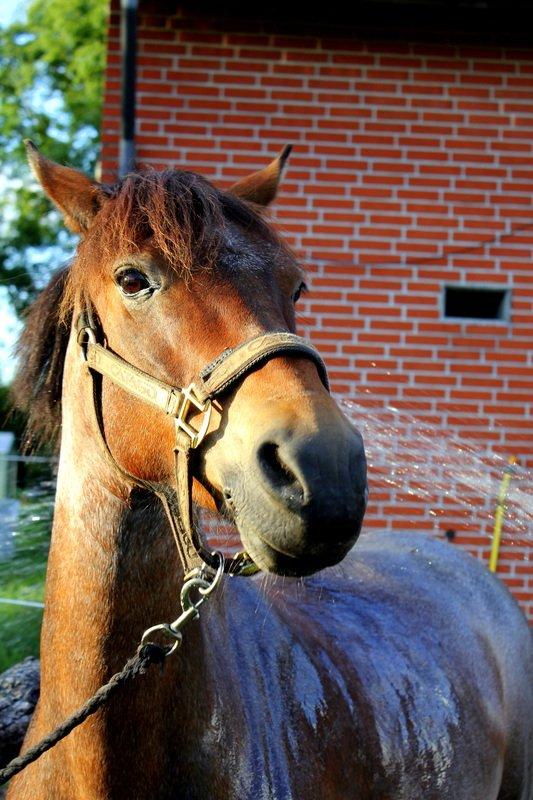 Welsh Partbred (Sec F) Kildegård Laura <3 billede 18