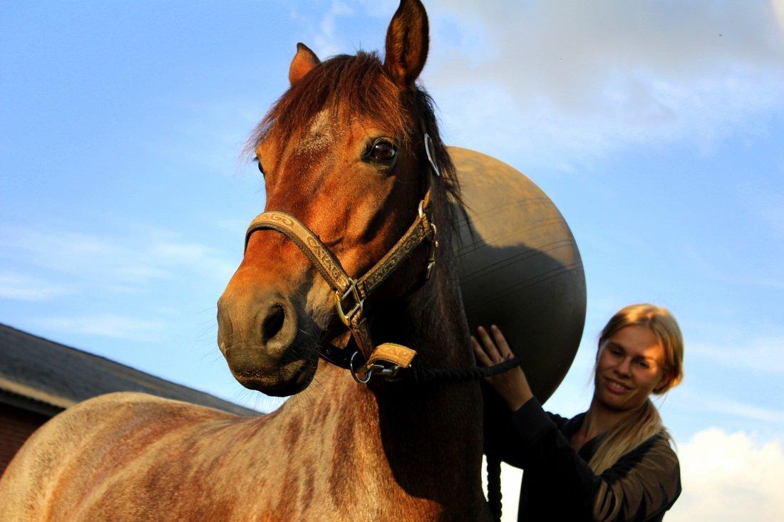 Welsh Partbred (Sec F) Kildegård Laura <3 billede 19