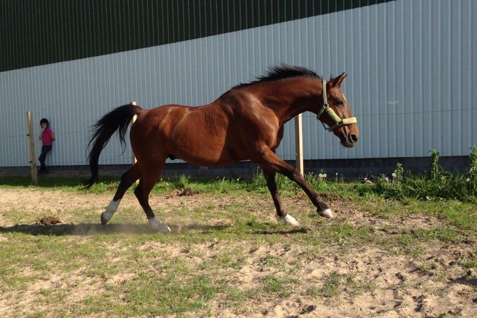 Traver Mac Farlane - smukke. billede 7