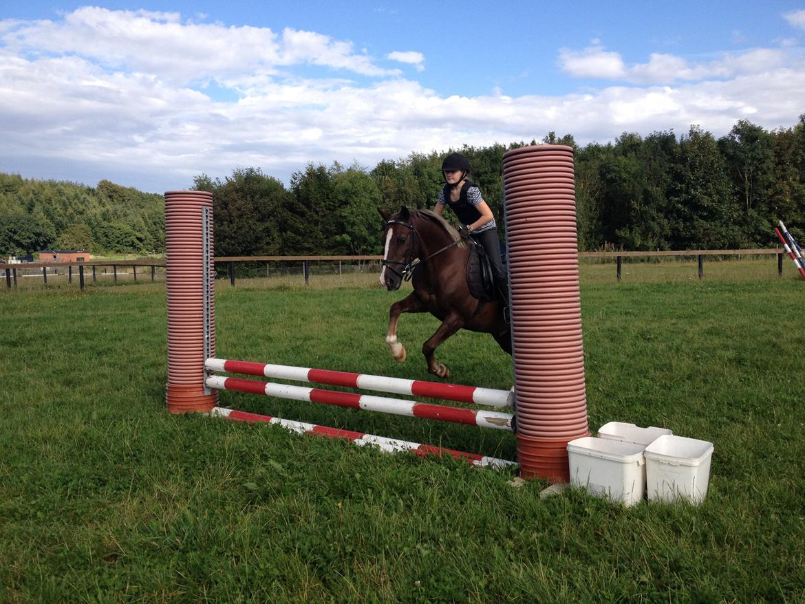 Anden særlig race Lucky SOLGT billede 17