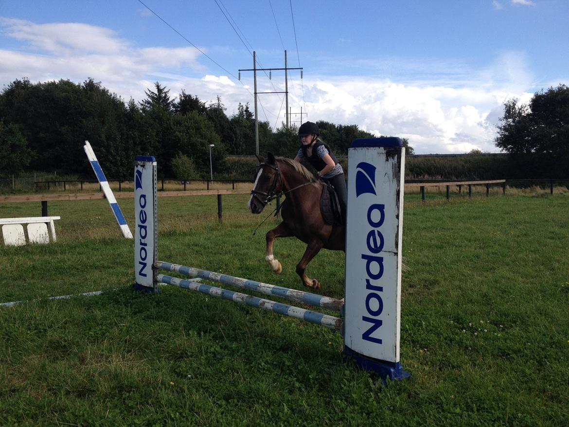 Anden særlig race Lucky SOLGT billede 18