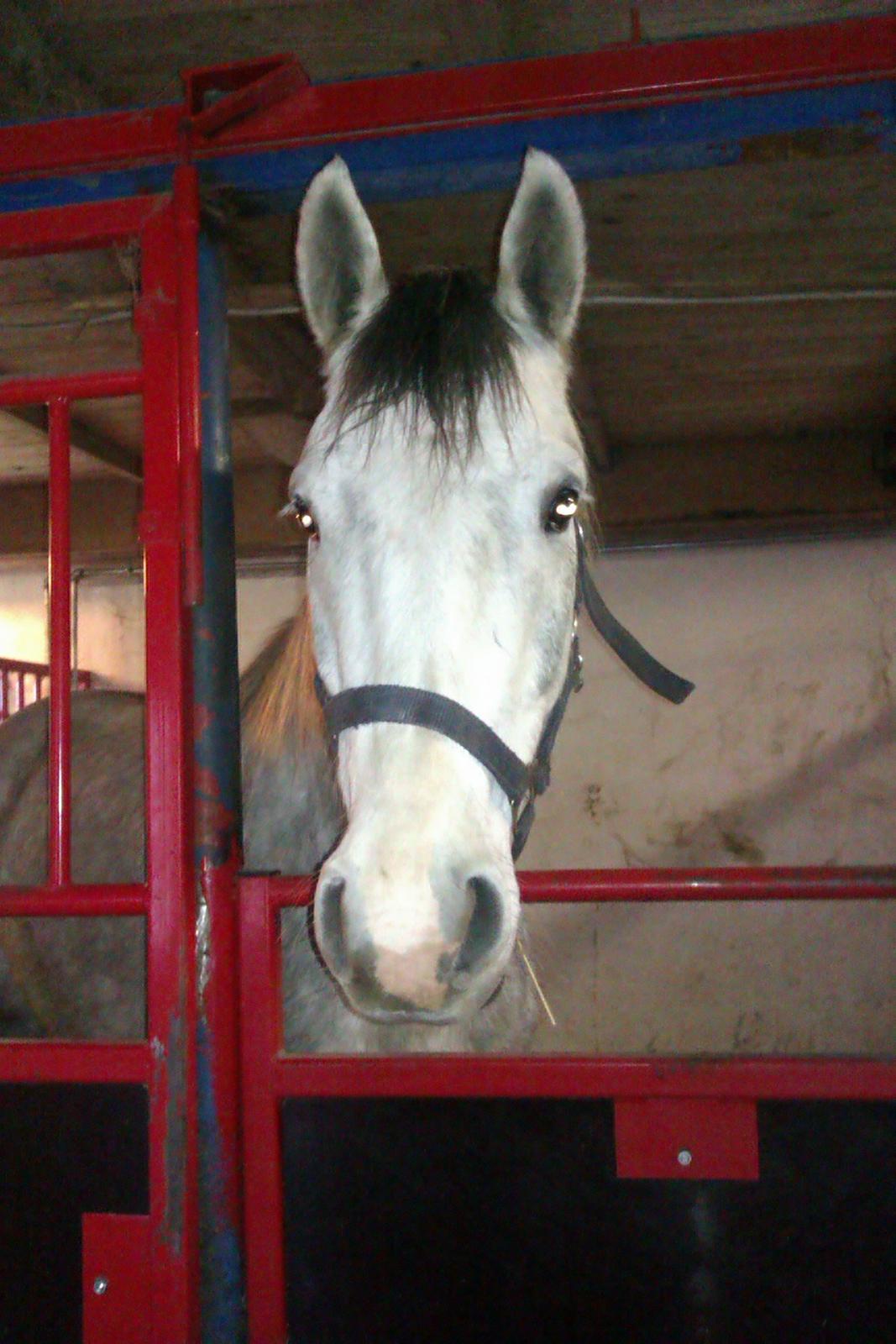 Anden særlig race Marlin - På stald billede 5