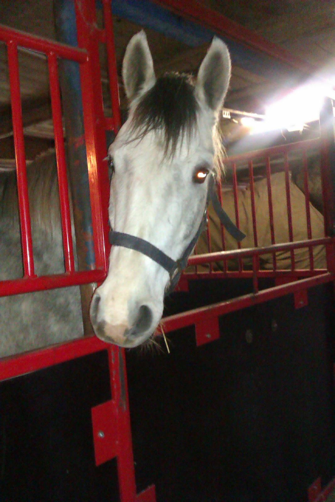 Anden særlig race Marlin - uhh billede 6