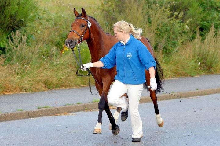 DSP Skelhøjs Affair - Mønstring på fast bund til kåring 2012 billede 7