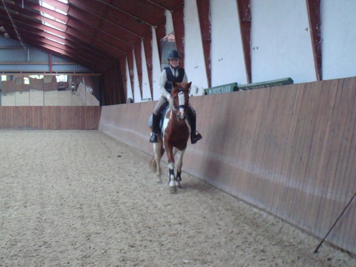 Anden særlig race Kirkegårdsminde Diana. billede 13