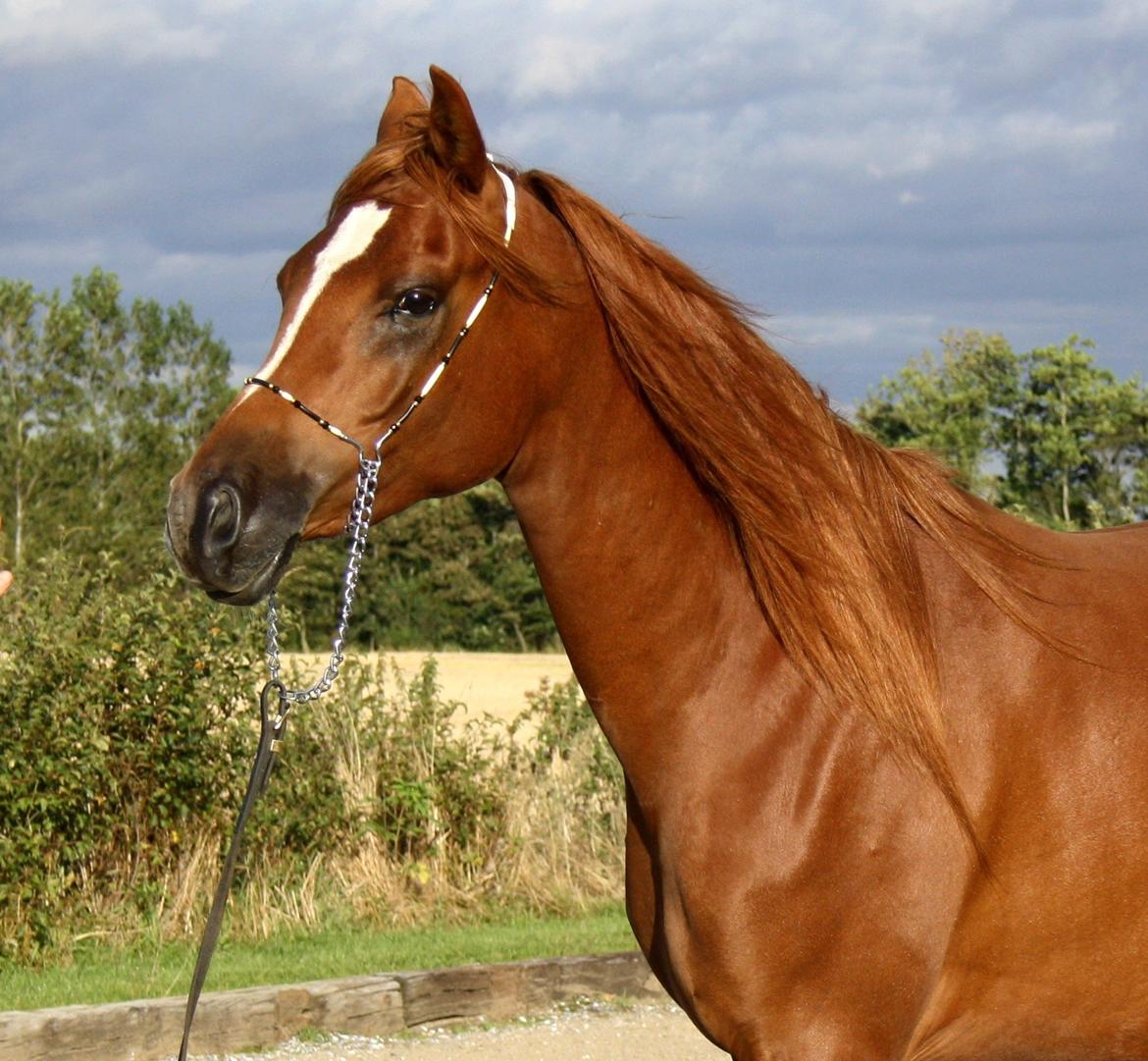 Arabisk fuldblod (OX) Finally Al-Bait OX 5493 SOLGT ! billede 9