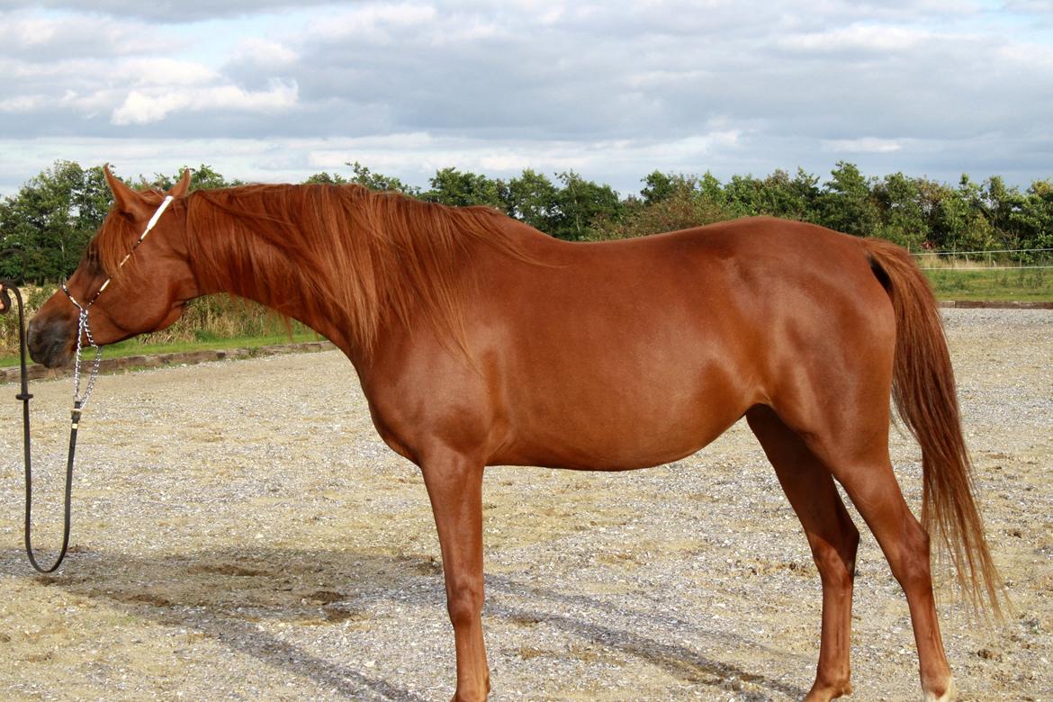 Arabisk fuldblod (OX) Finally Al-Bait OX 5493 SOLGT ! billede 10