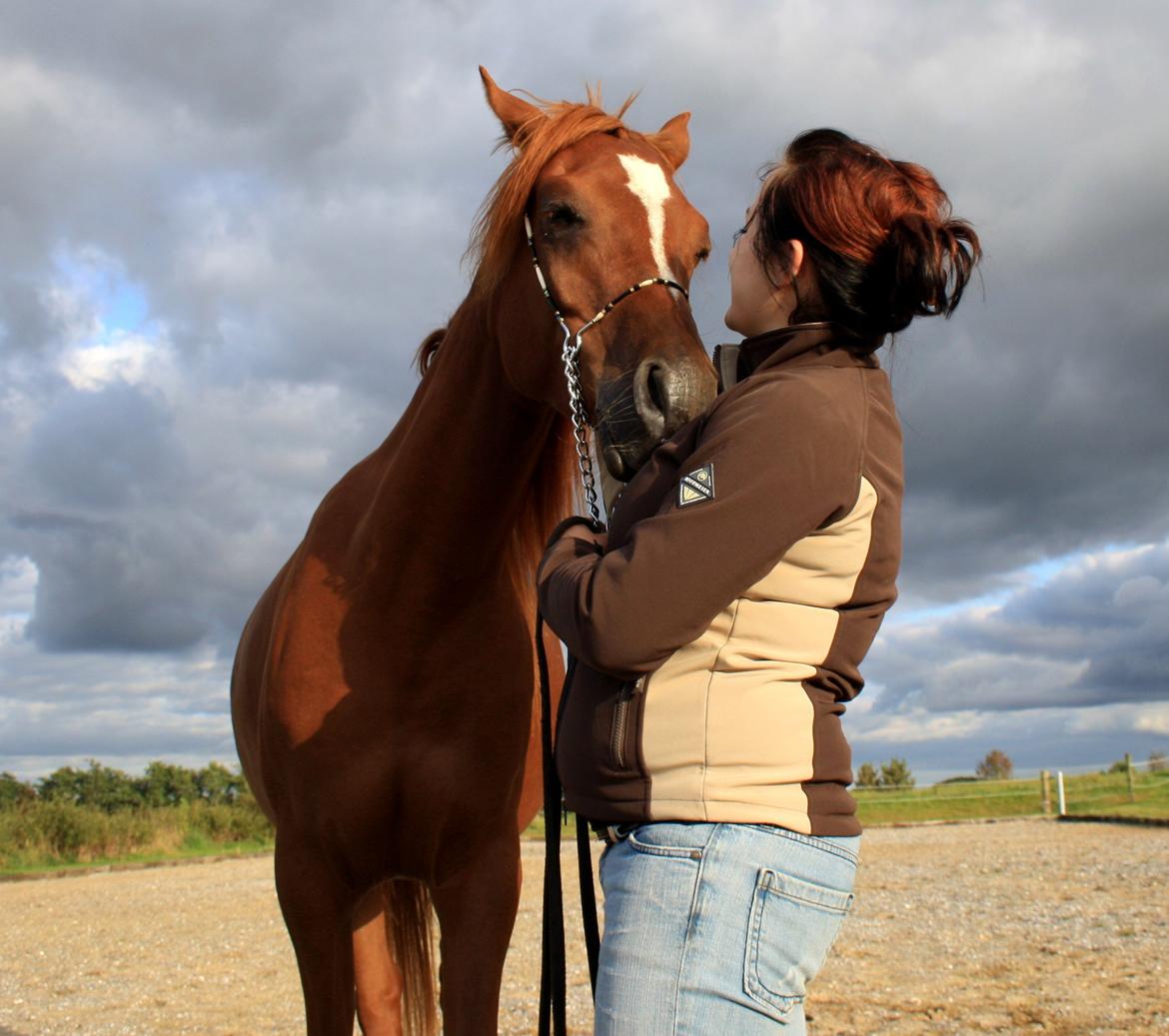 Arabisk fuldblod (OX) Finally Al-Bait OX 5493 SOLGT ! billede 11