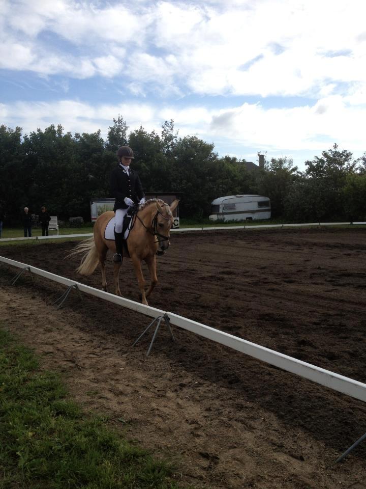 Anden særlig race Gloria (SOLGT) - Vores første dressur stævne!! Du var for sej skat!!:-* billede 10