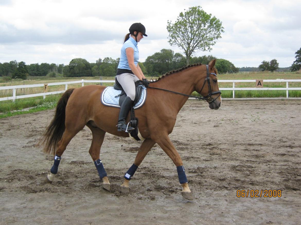 Dansk Varmblod Soks Søgård billede 1