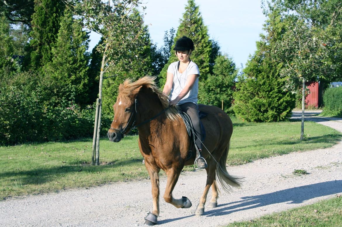 Islænder Trítill fra Fogedgaarden billede 3