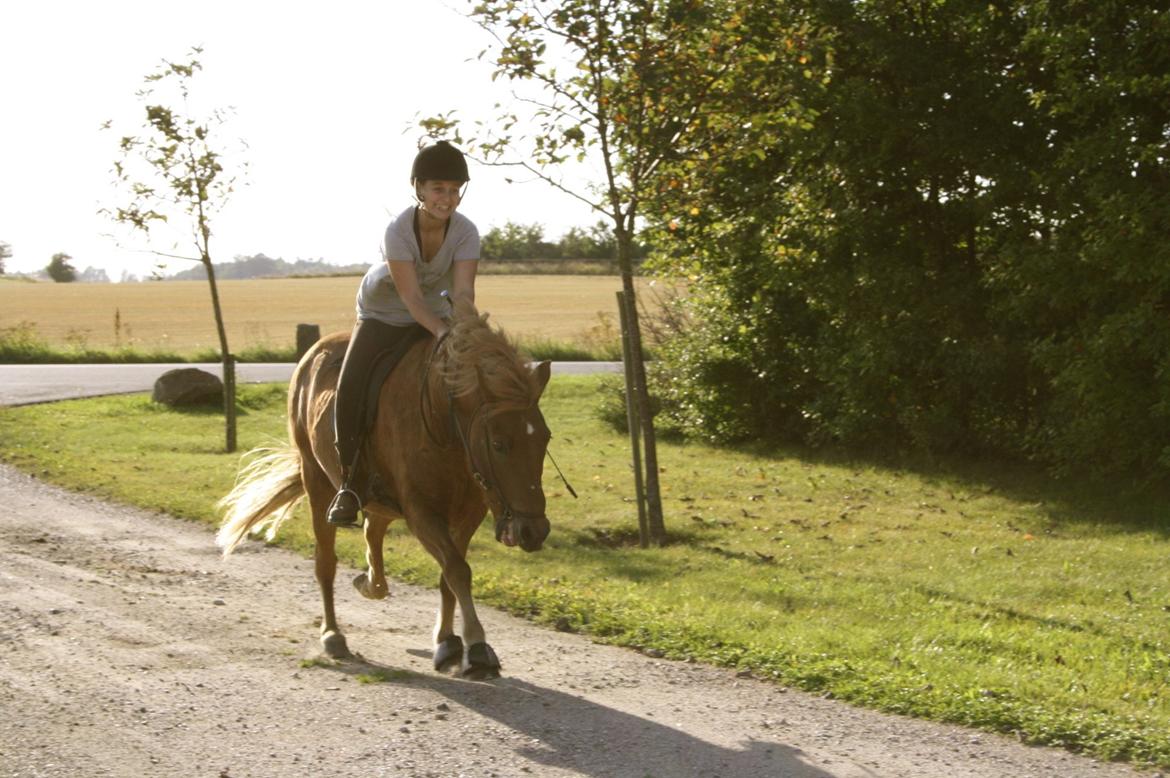 Islænder Trítill fra Fogedgaarden - Vi har jo alle vores dage ;D billede 20