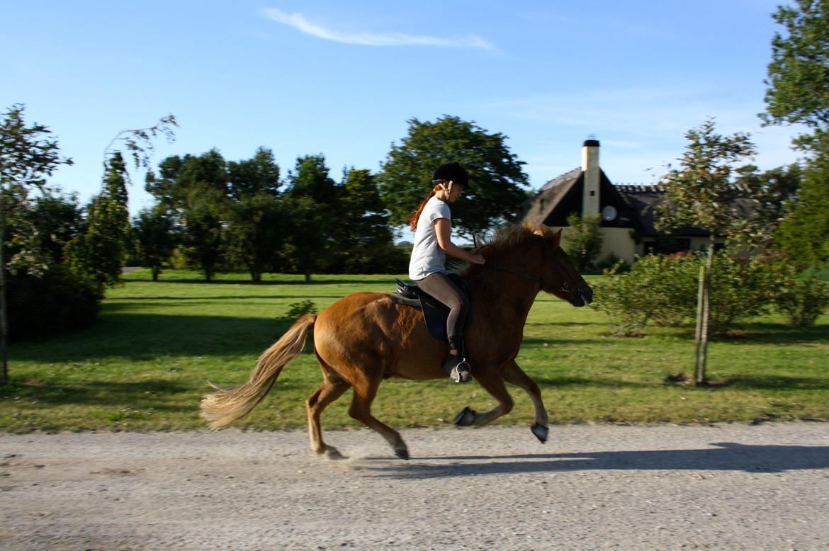 Islænder Trítill fra Fogedgaarden billede 2