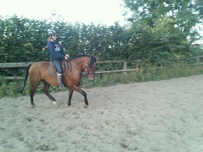 New Forest Enggårdens Conrad - lidt dressur  billede 13