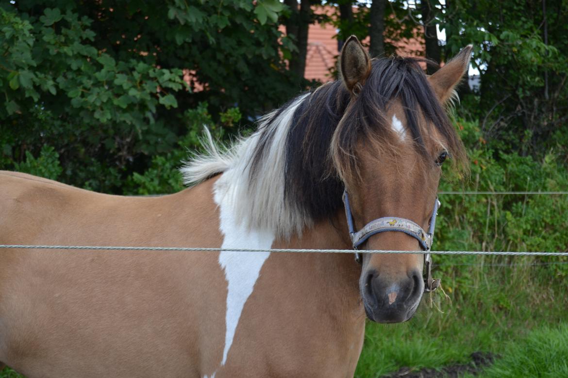 Anden særlig race Isabella billede 15