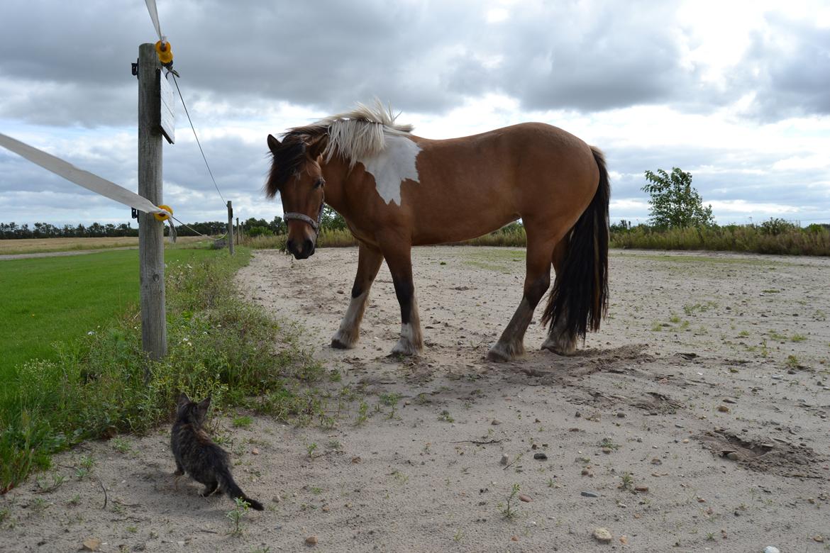 Anden særlig race Isabella billede 6
