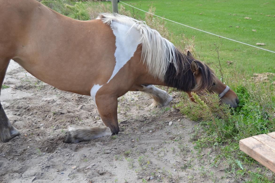 Anden særlig race Isabella billede 16