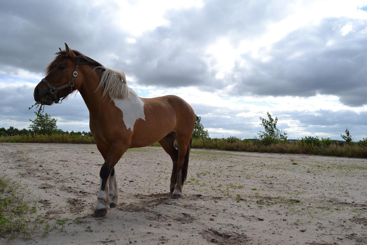 Anden særlig race Isabella billede 17