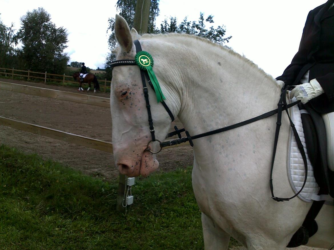 Knabstrupper Tonkas Nashanti billede 7