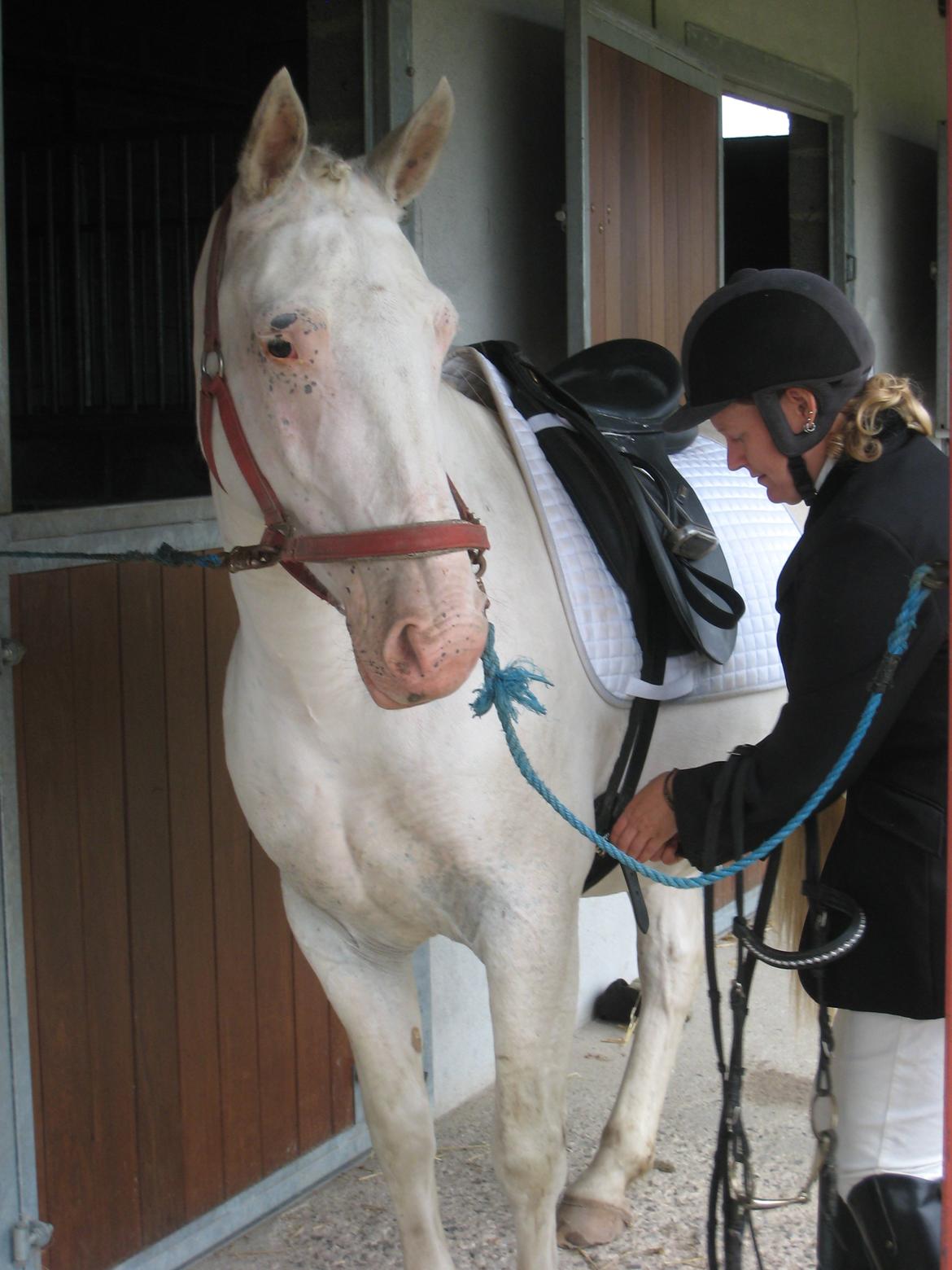 Knabstrupper Tonkas Nashanti billede 8